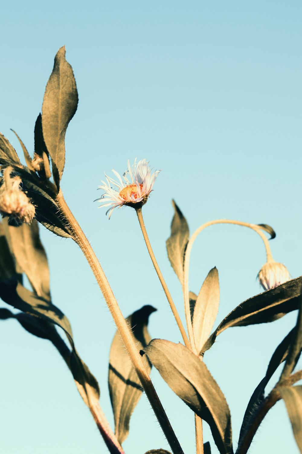 flor blanca y rosada bajo el cielo azul durante el día