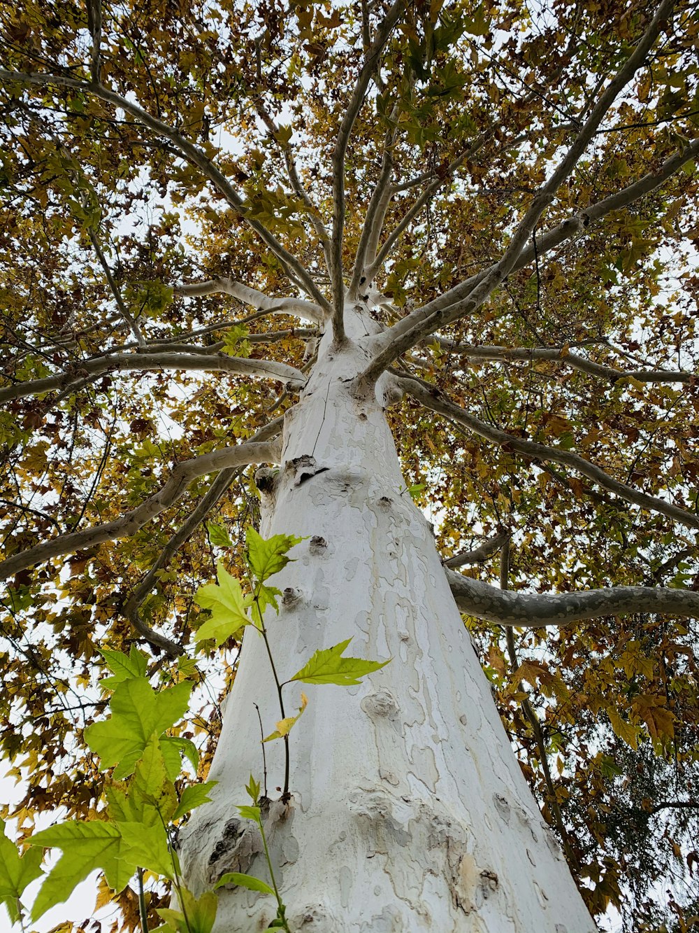 low angle photography of green and brown tree