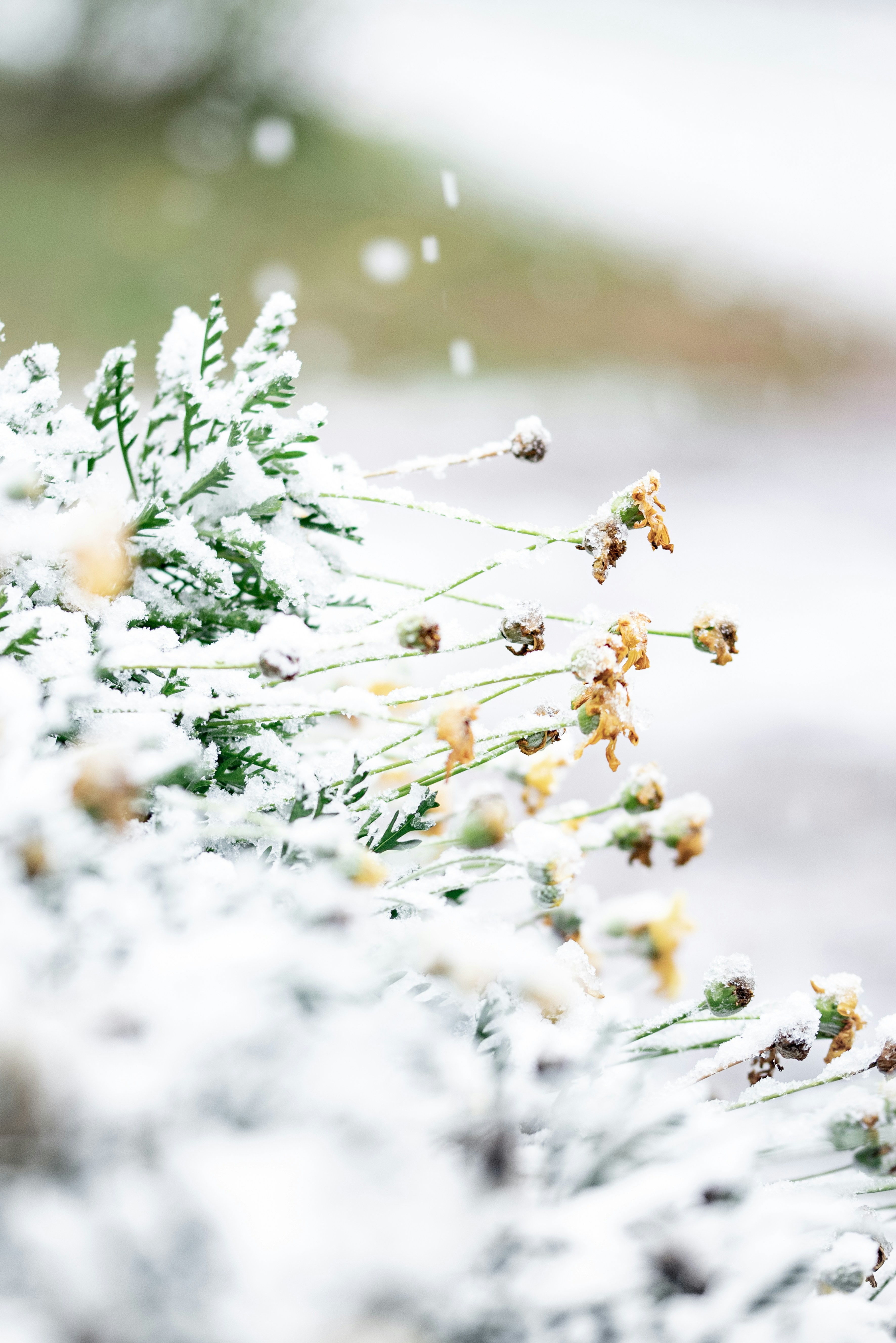 Photo by lauraadaiphoto