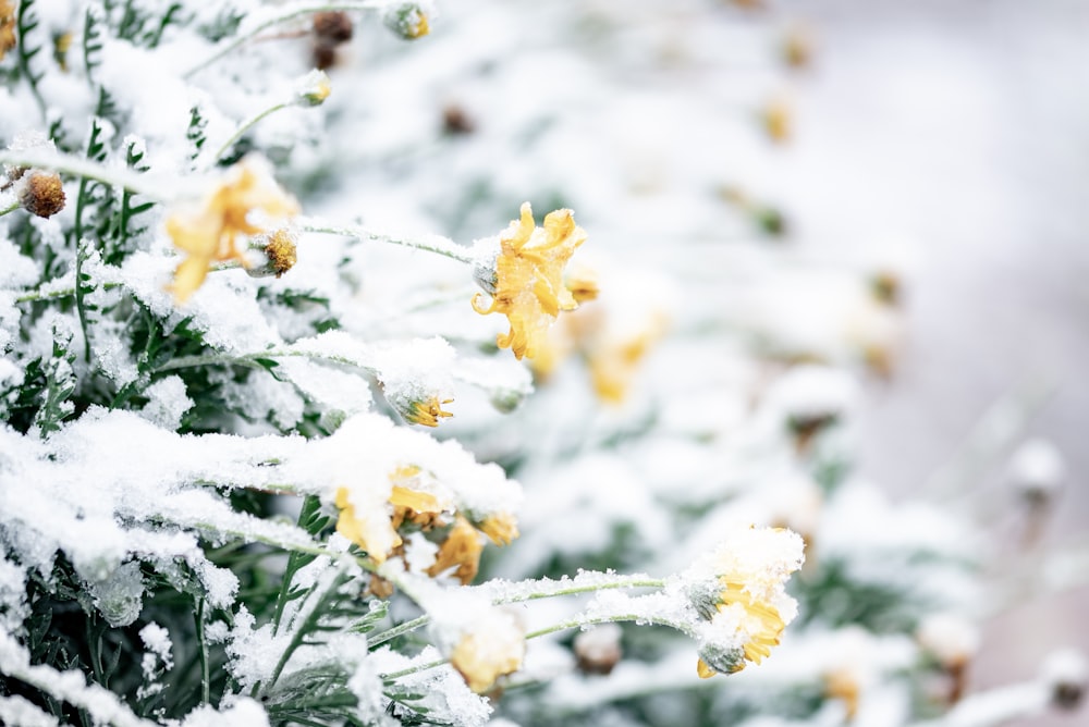 yellow and white flowers in tilt shift lens