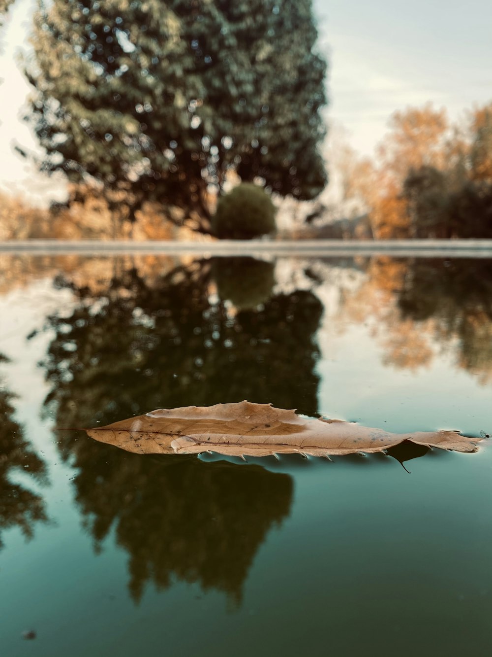 braunes Blatt, das tagsüber auf dem Wasser schwimmt