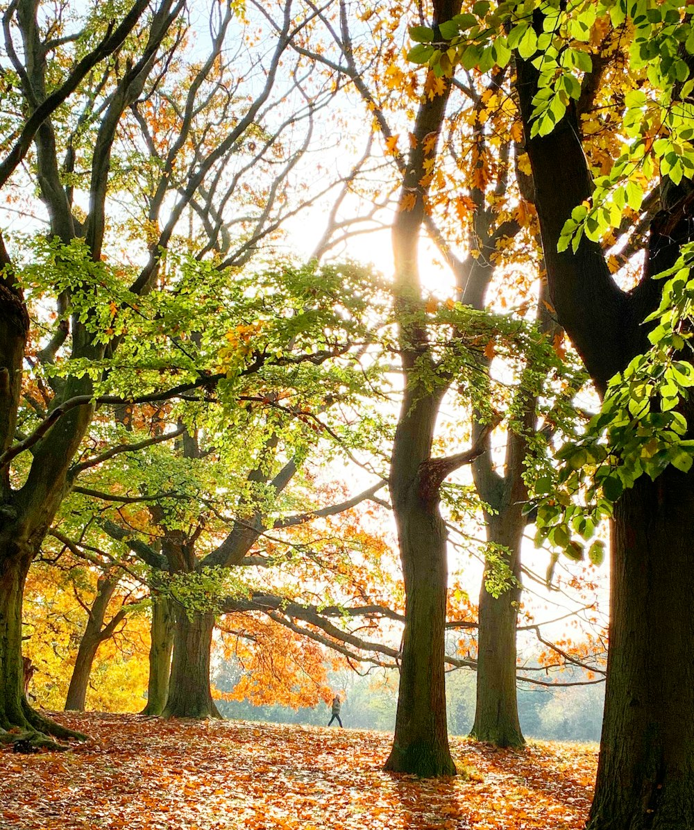 Grüner Baum in der Nähe von Gewässern tagsüber