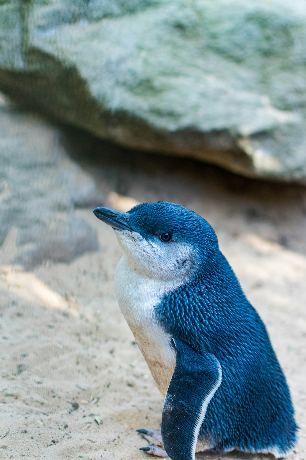 blue and white bird on brown rock