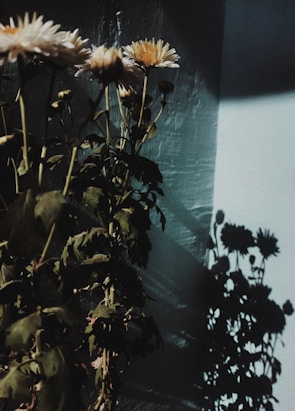 white flower with green leaves
