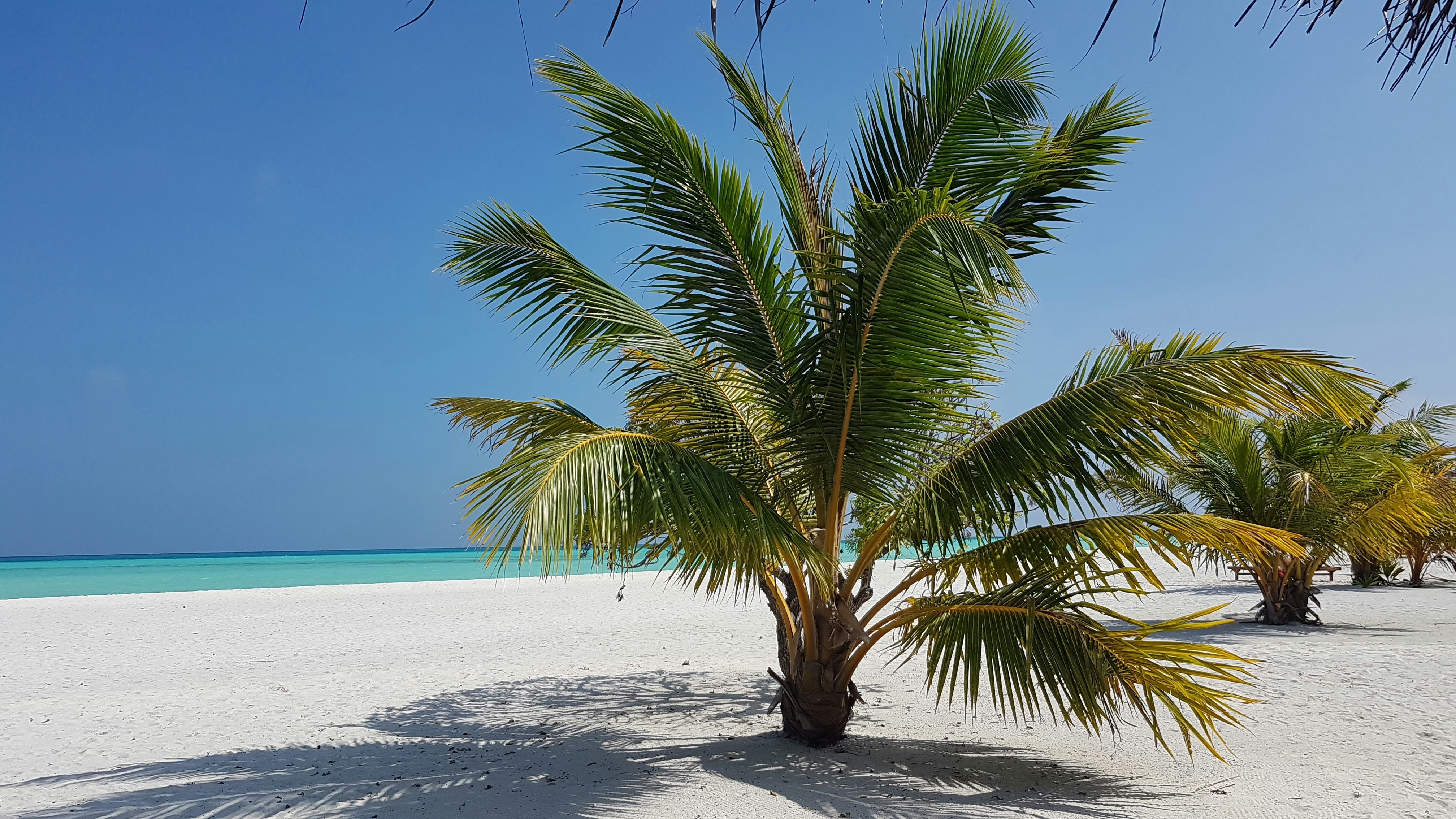 green palm tree on white sand beach during daytime
