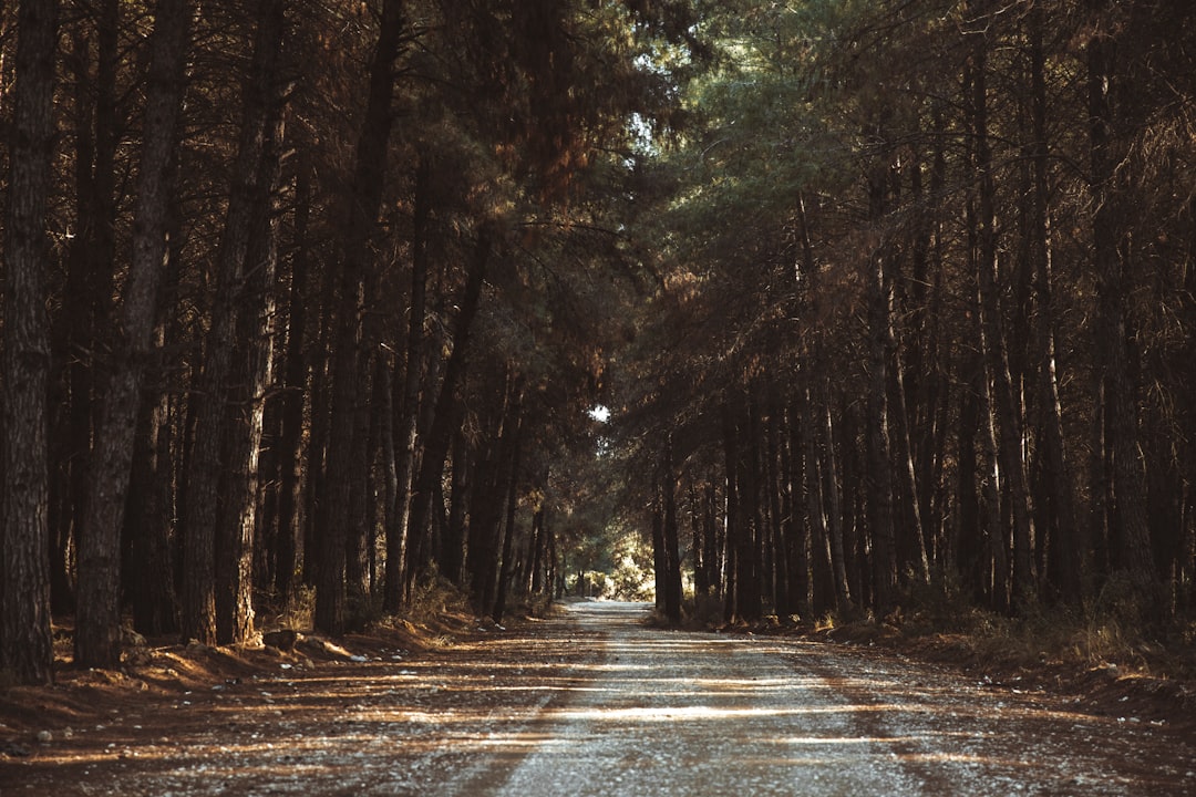 gray pathway between green trees during daytime