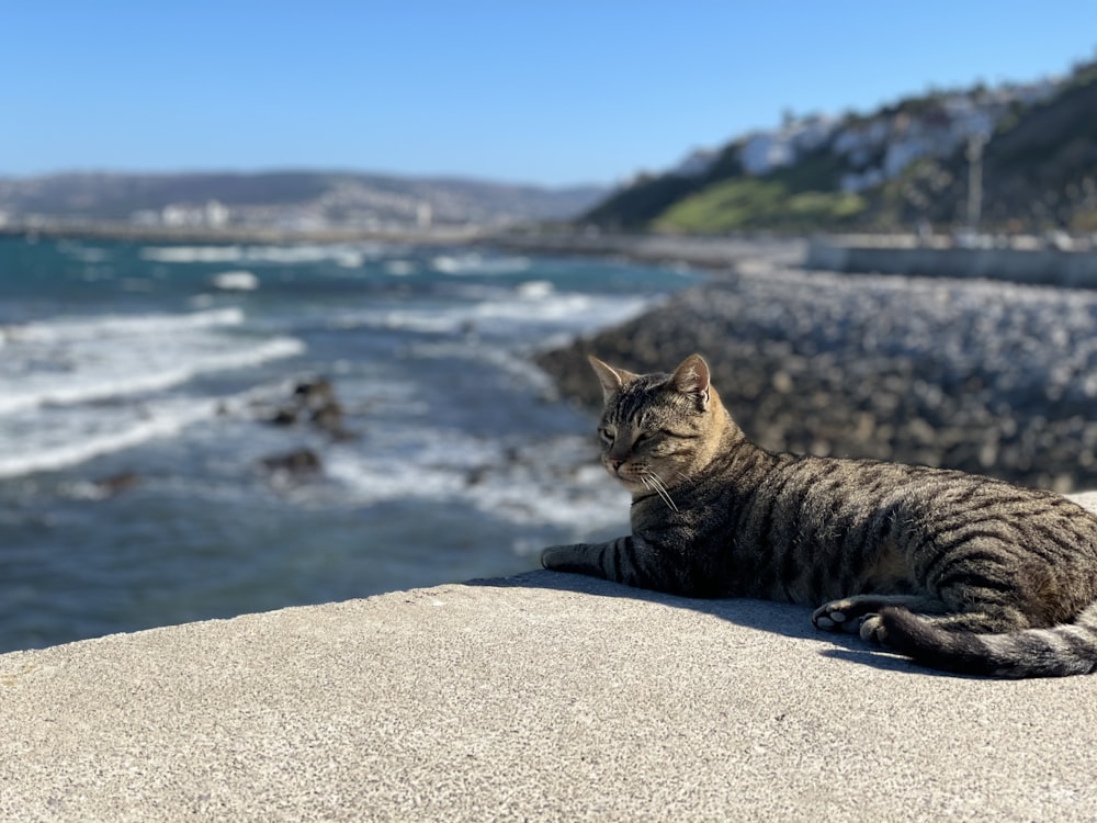 brown tabby cat on gray concrete surface near body of water during daytime