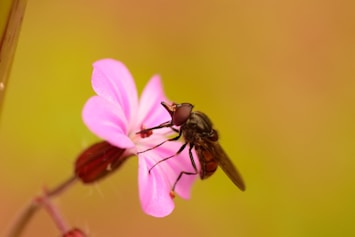 black and yellow bee on pink flower