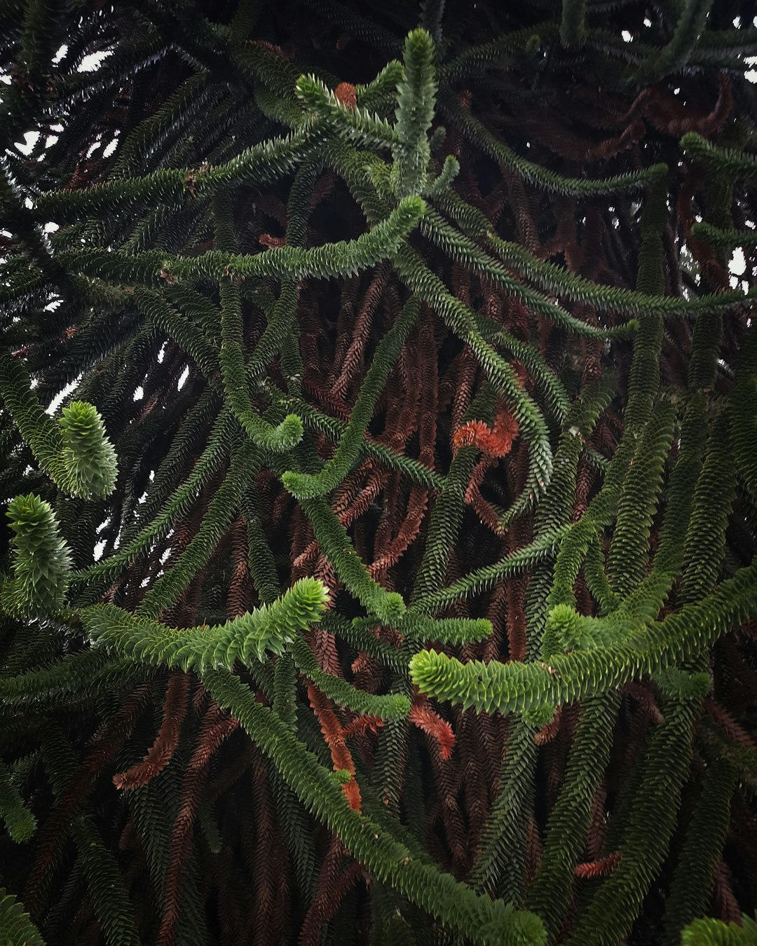 green fern plant during daytime