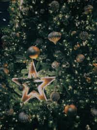 New Star | 25 Days Till Christmas Poetry Edition new stories