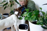 A person with blond hair is leaning down to a dog, affectionately interacting amidst several potted green plants. The setting appears indoors, with a focus on the lush foliage and the joyful interaction between the human and the pet.