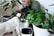 A person with blond hair is leaning down to a dog, affectionately interacting amidst several potted green plants. The setting appears indoors, with a focus on the lush foliage and the joyful interaction between the human and the pet.