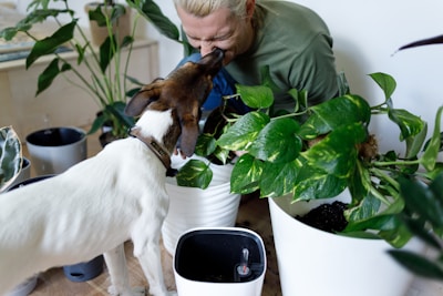 A person with blond hair is leaning down to a dog, affectionately interacting amidst several potted green plants. The setting appears indoors, with a focus on the lush foliage and the joyful interaction between the human and the pet.