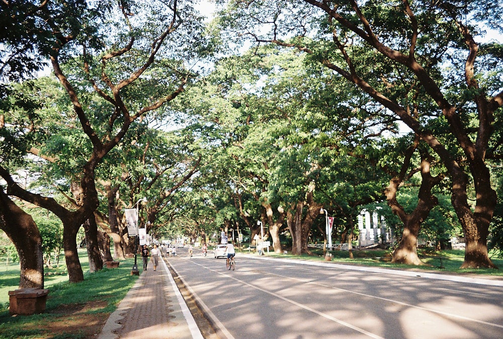 people walking on sidewalk near trees during daytime