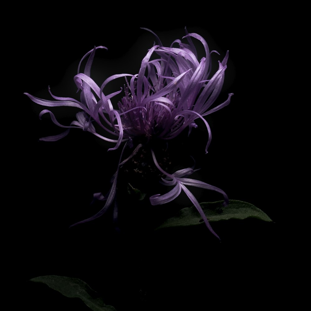 white and purple flower in black background