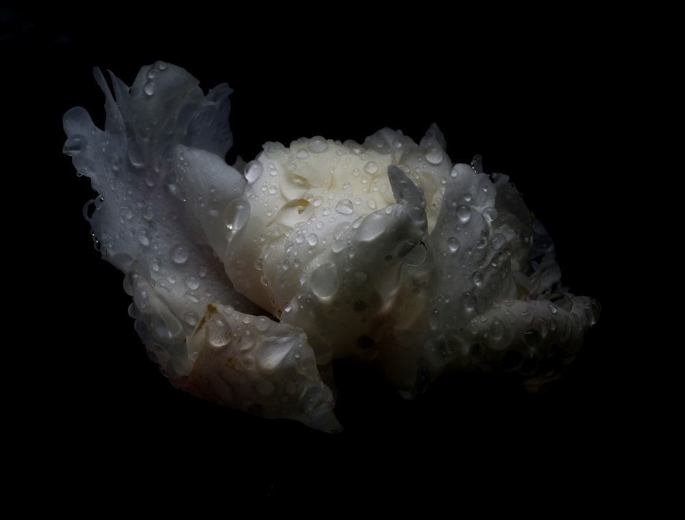 white rose with water droplets