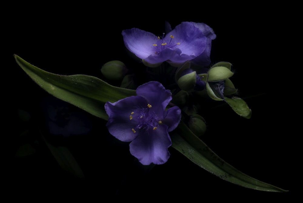 purple flower in black background photo – Free Flower Image on Unsplash