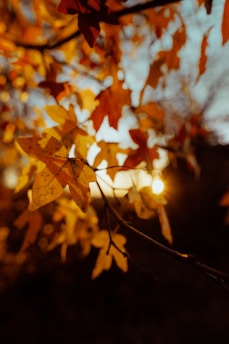 brown maple leaf in close up photography