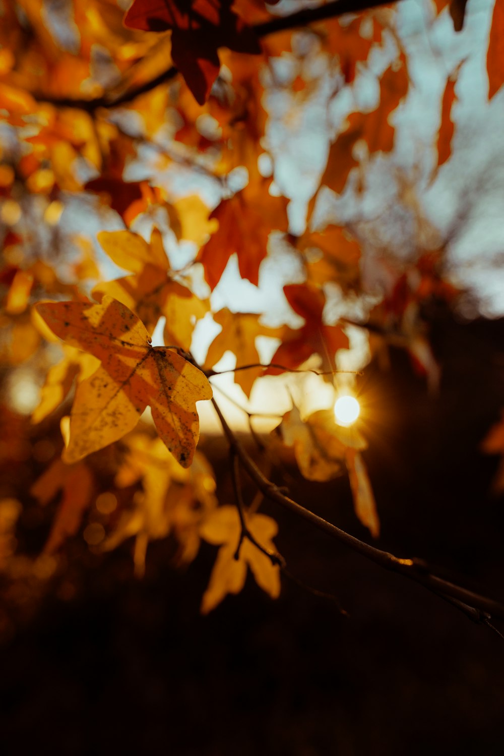 brown maple leaf in close up photography