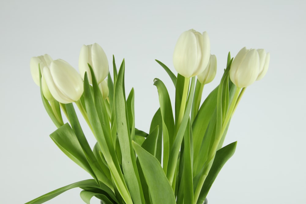 Tulipes blanches sur fond blanc
