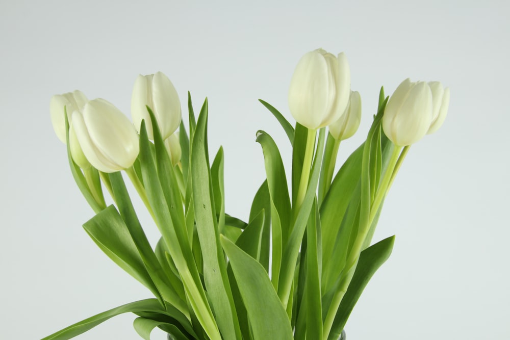 white tulips in white background