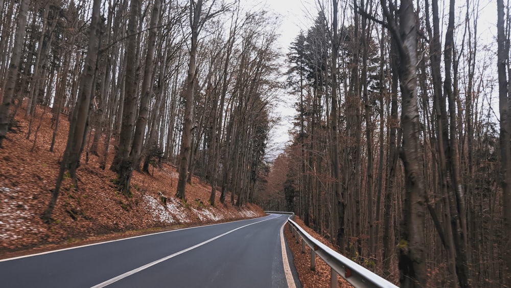 black asphalt road between brown trees during daytime