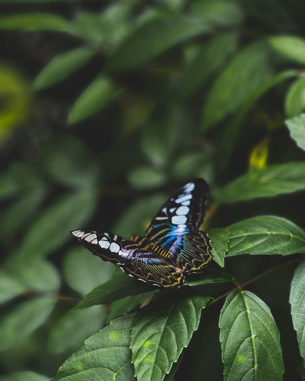 blue and black butterfly on green leaf
