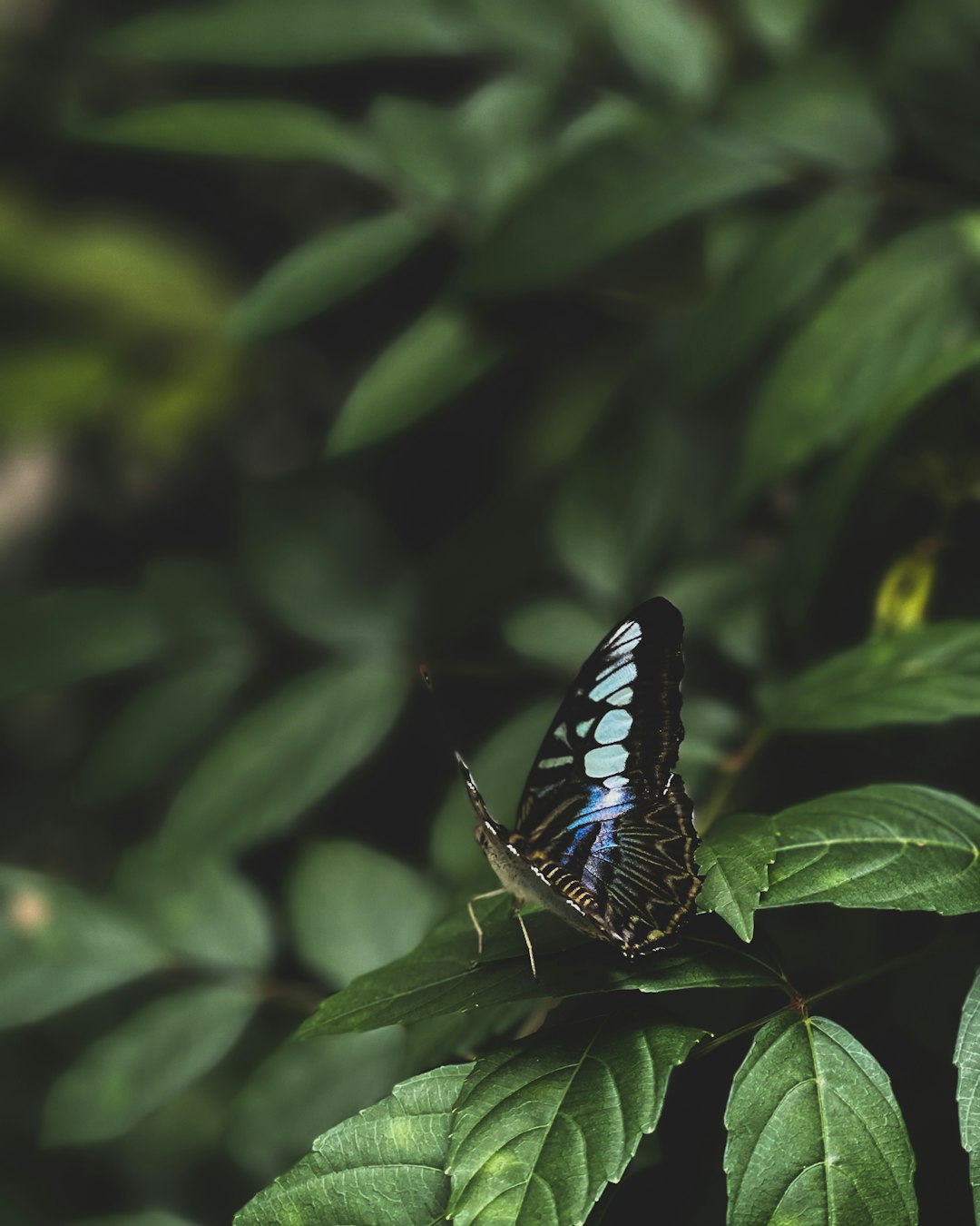 black and blue butterfly perched on green leaf