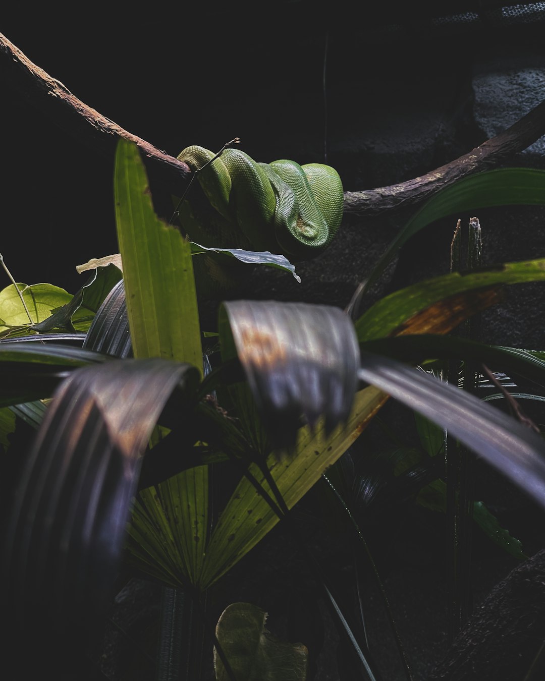 green frog on brown tree branch