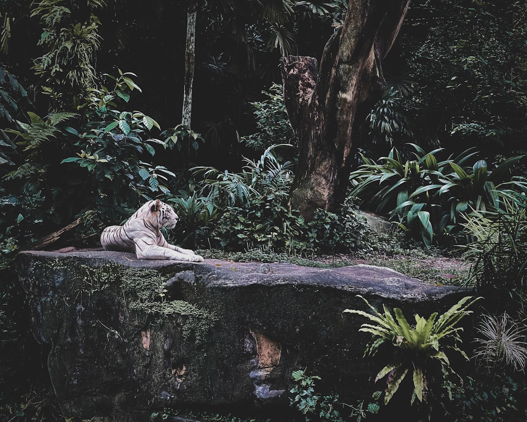 white tiger lying on tree log
