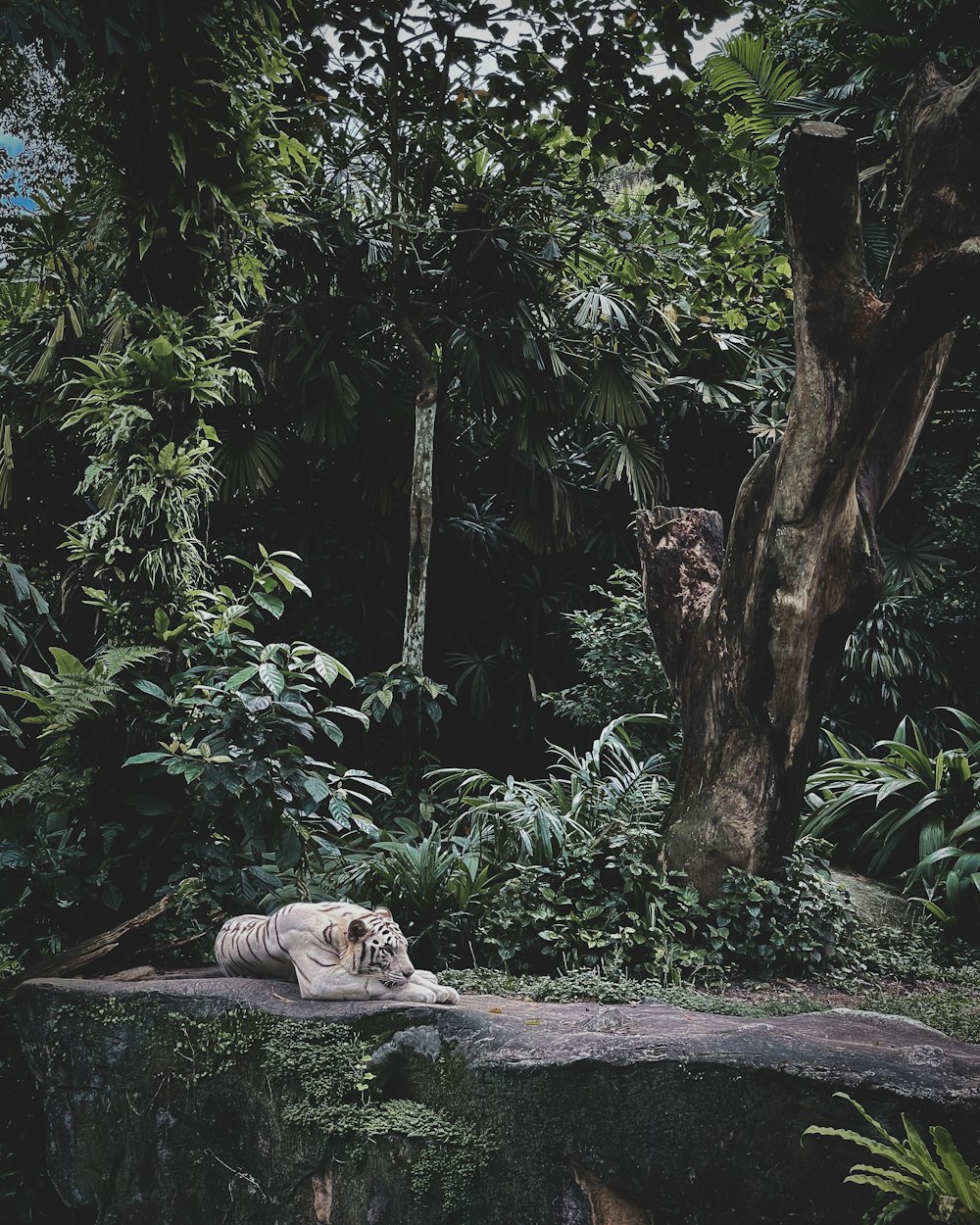 brown and white short coated dog lying on gray concrete pathway during daytime