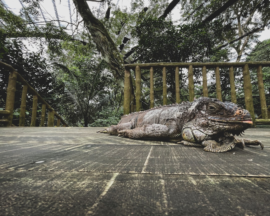 black crocodile on gray concrete road