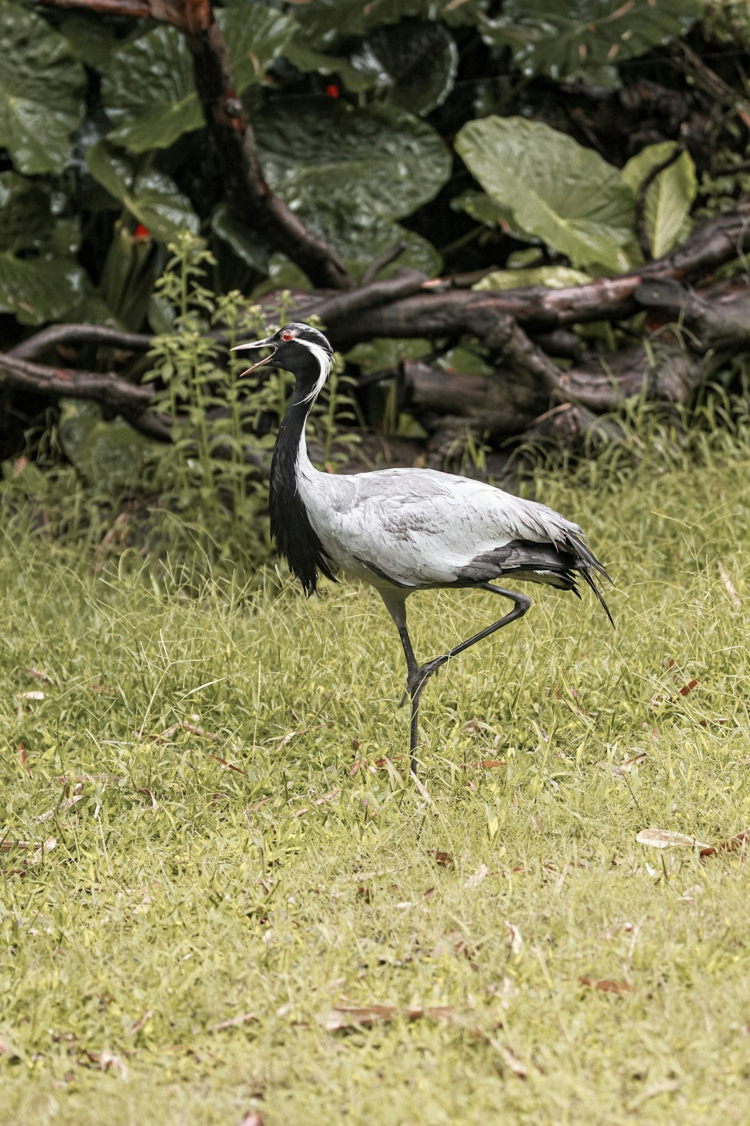 grey and black bird on green grass during daytime