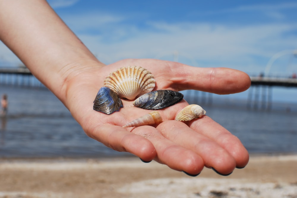 person holding brown and black sea shell