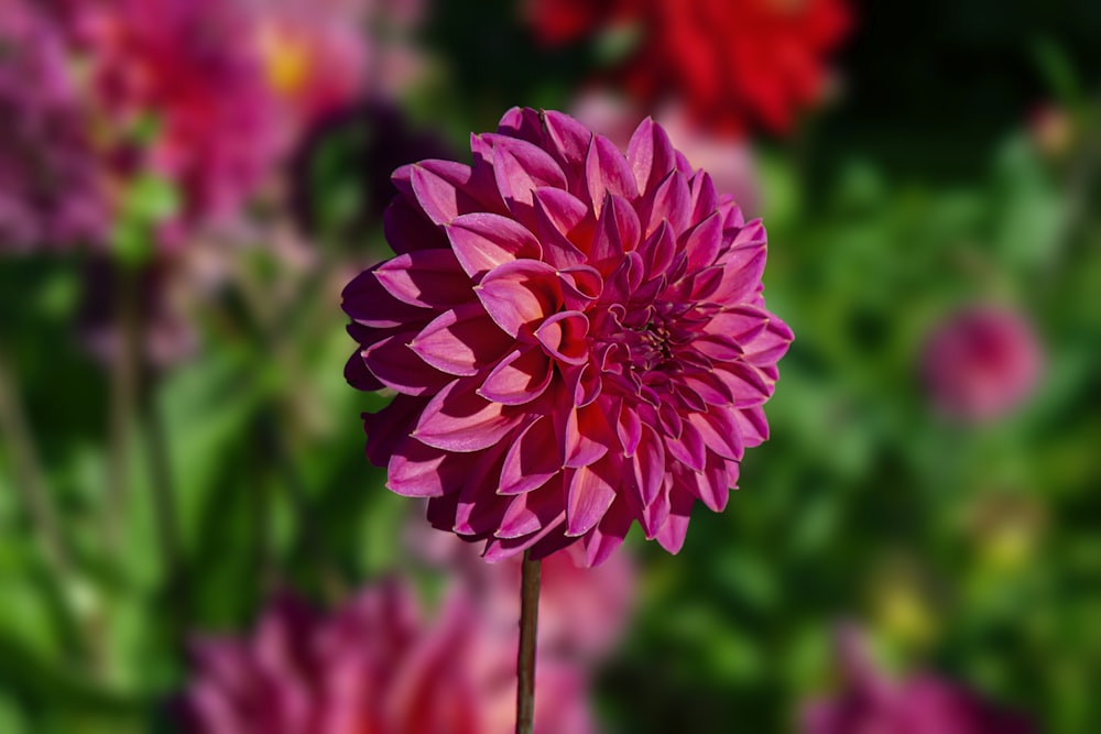 pink flower in tilt shift lens