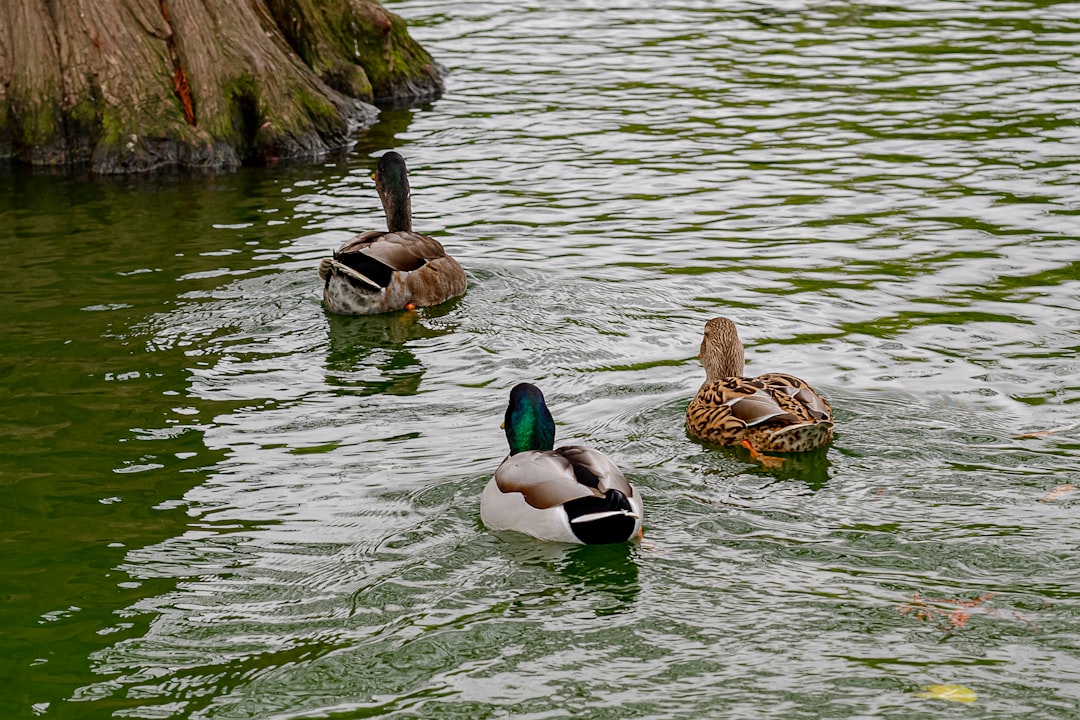 2 mallard ducks on water