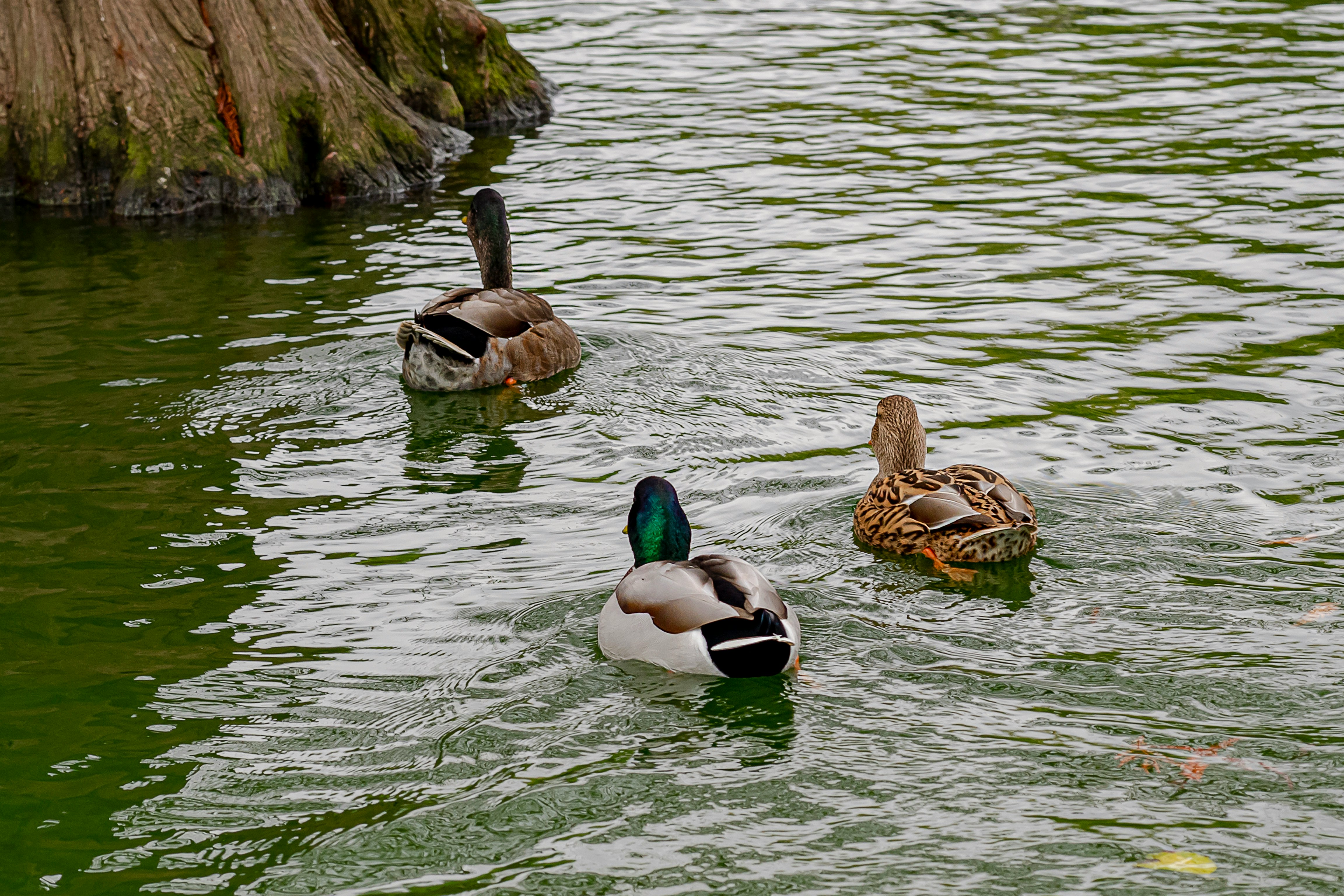 2 mallard ducks on water