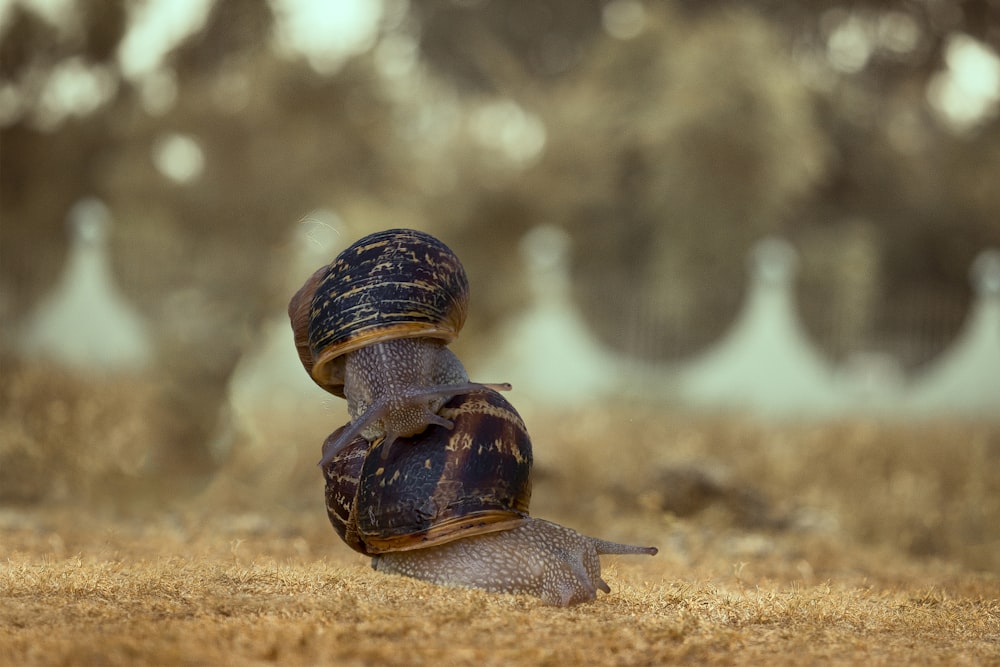 brown and black snail on brown sand during daytime