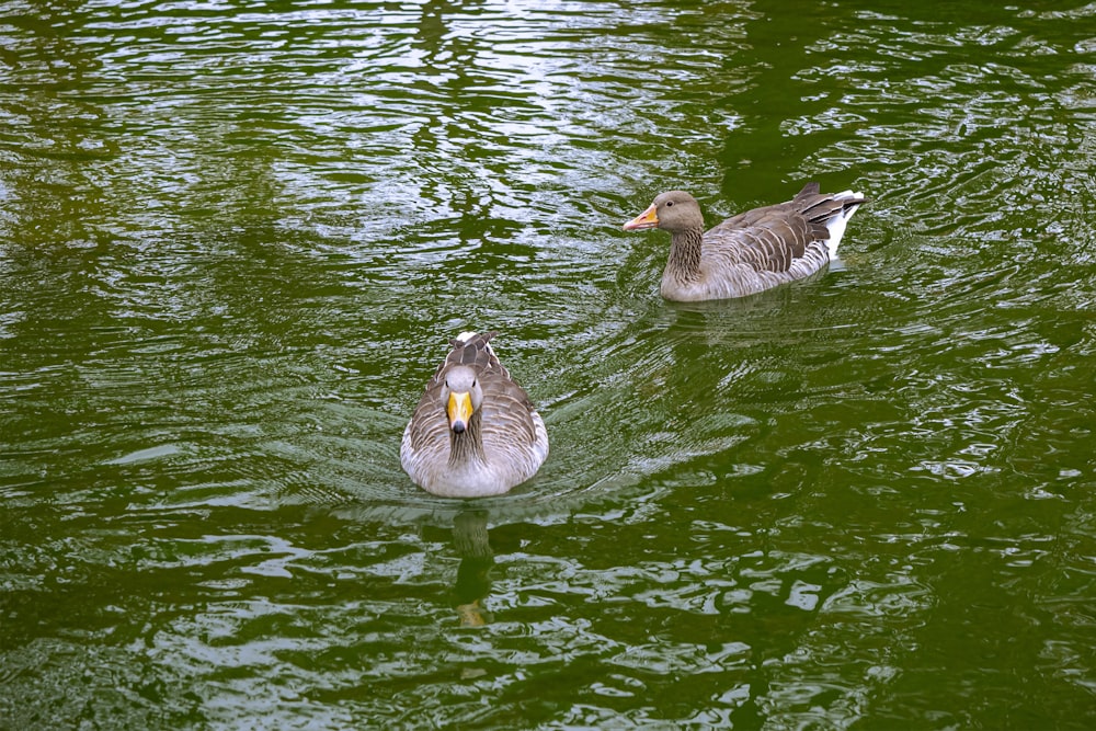 grey duck on water during daytime