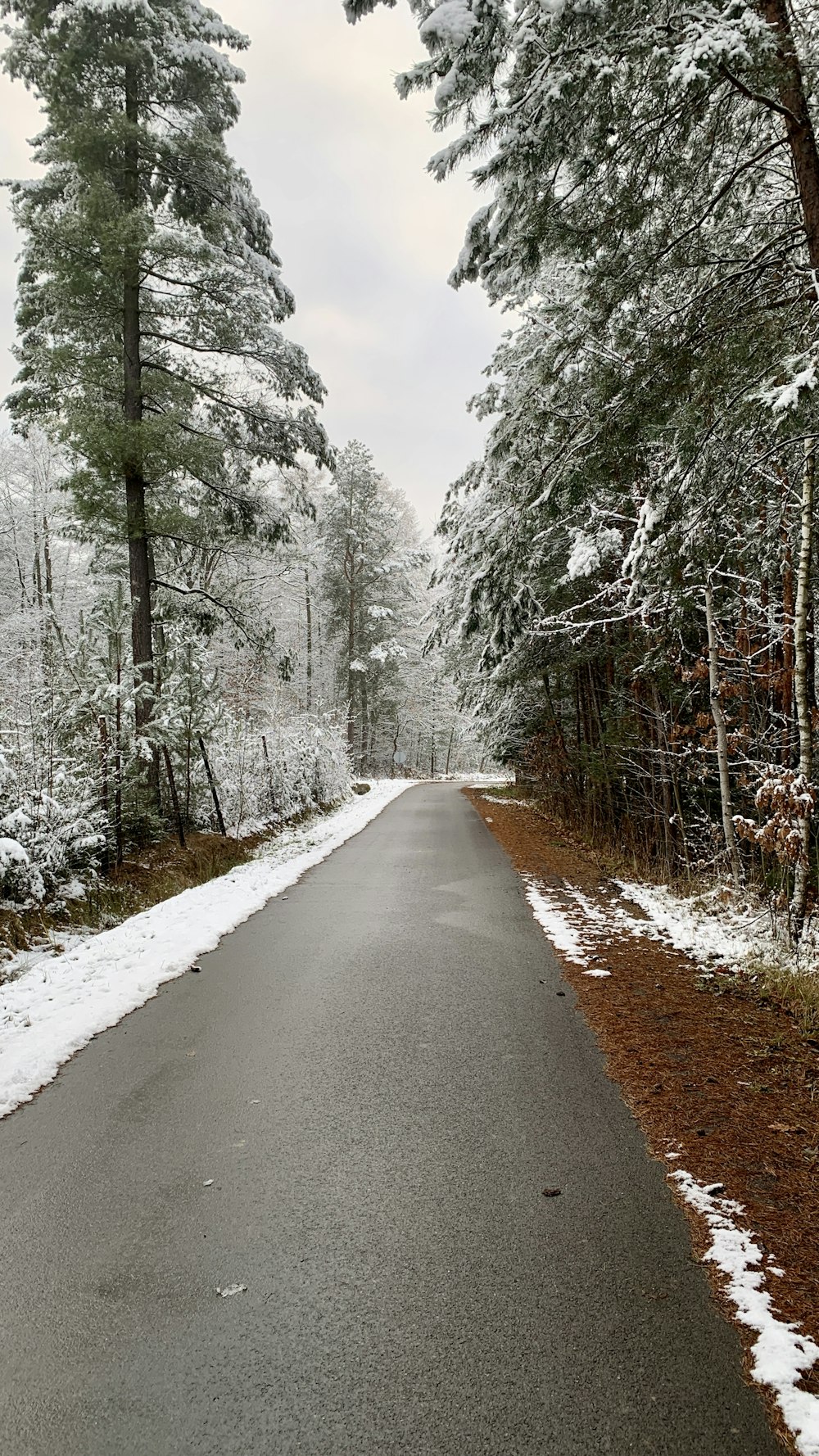 gray road in between trees covered with snow during daytime