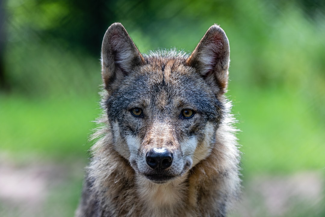  brown and black wolf on green grass during daytime coyote