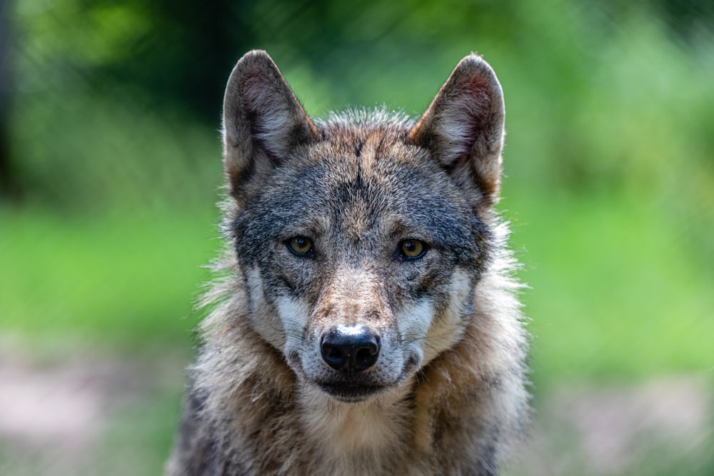 Loup brun et noir sur l’herbe verte pendant la journée