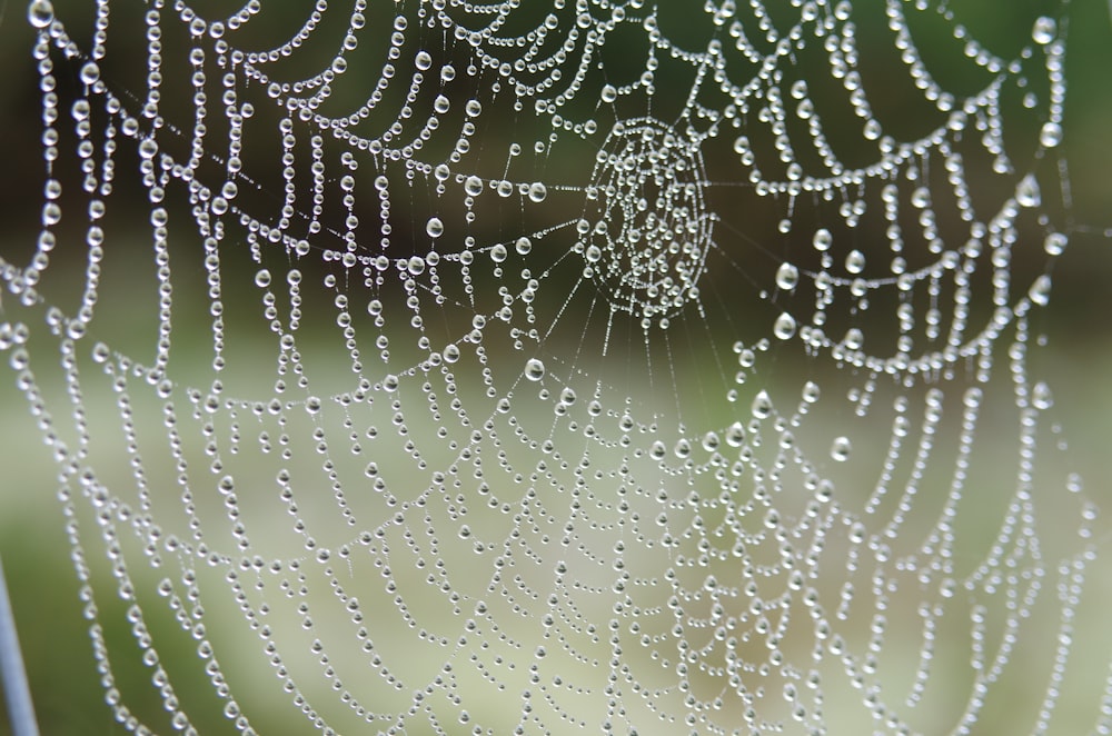 water droplets on spider web in close up photography