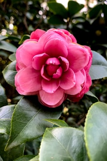 A vibrant pink camellia flower in full bloom surrounded by glossy green leaves. The petals are smooth, layered, and delicately curved.