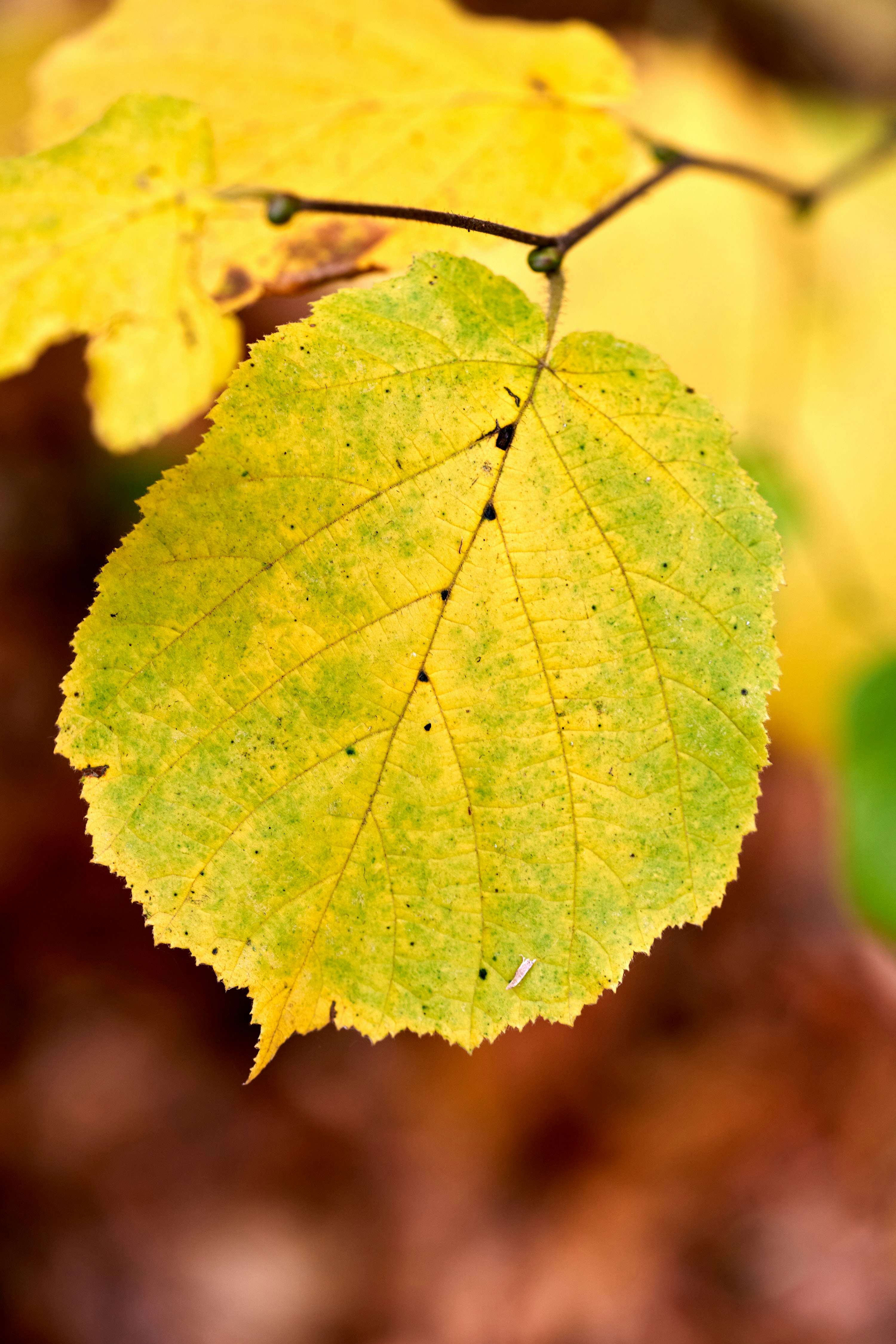 Photo by wolfgang_hasselmann