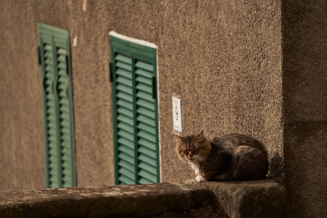 black and white cat on window