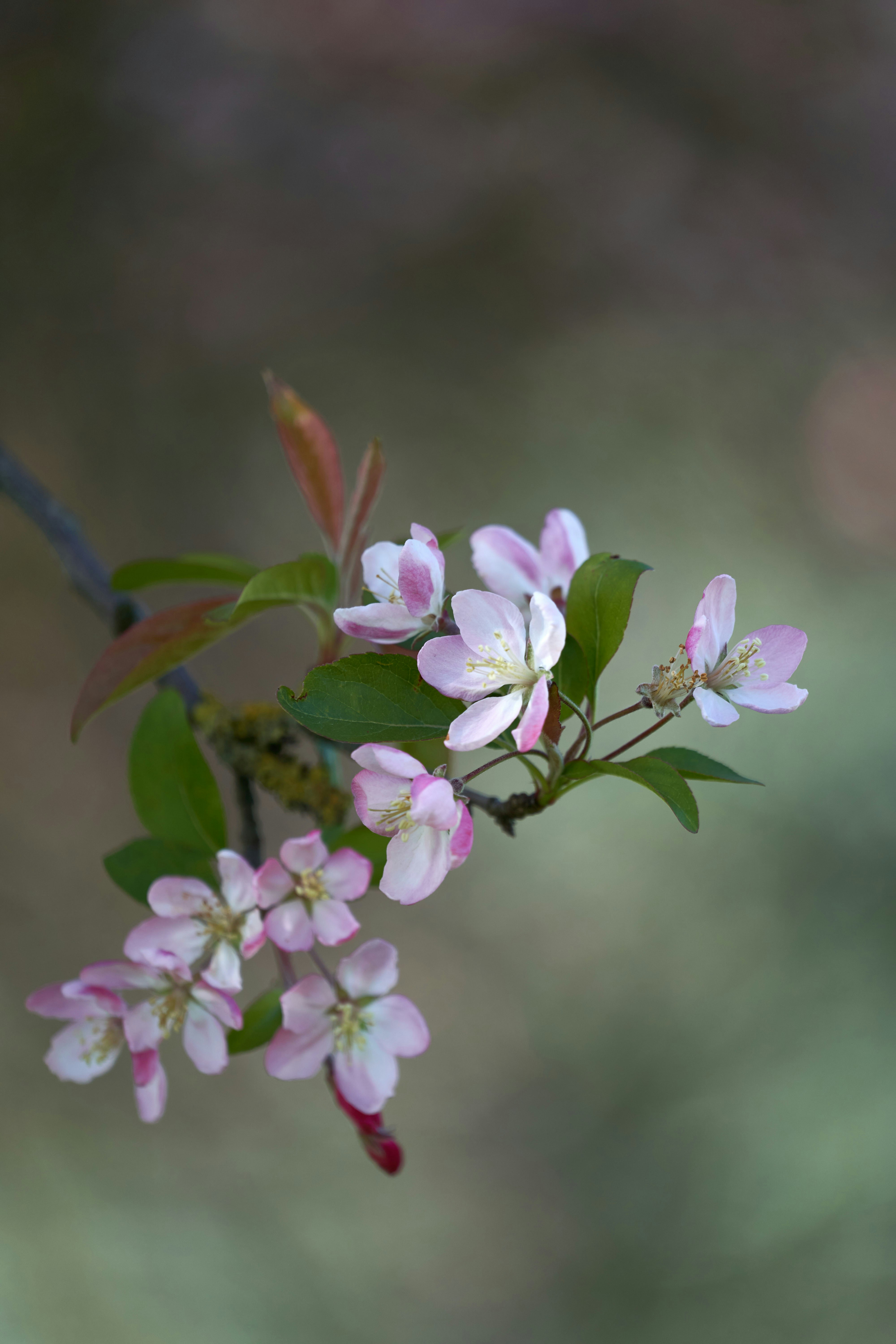 Photo by wolfgang_hasselmann