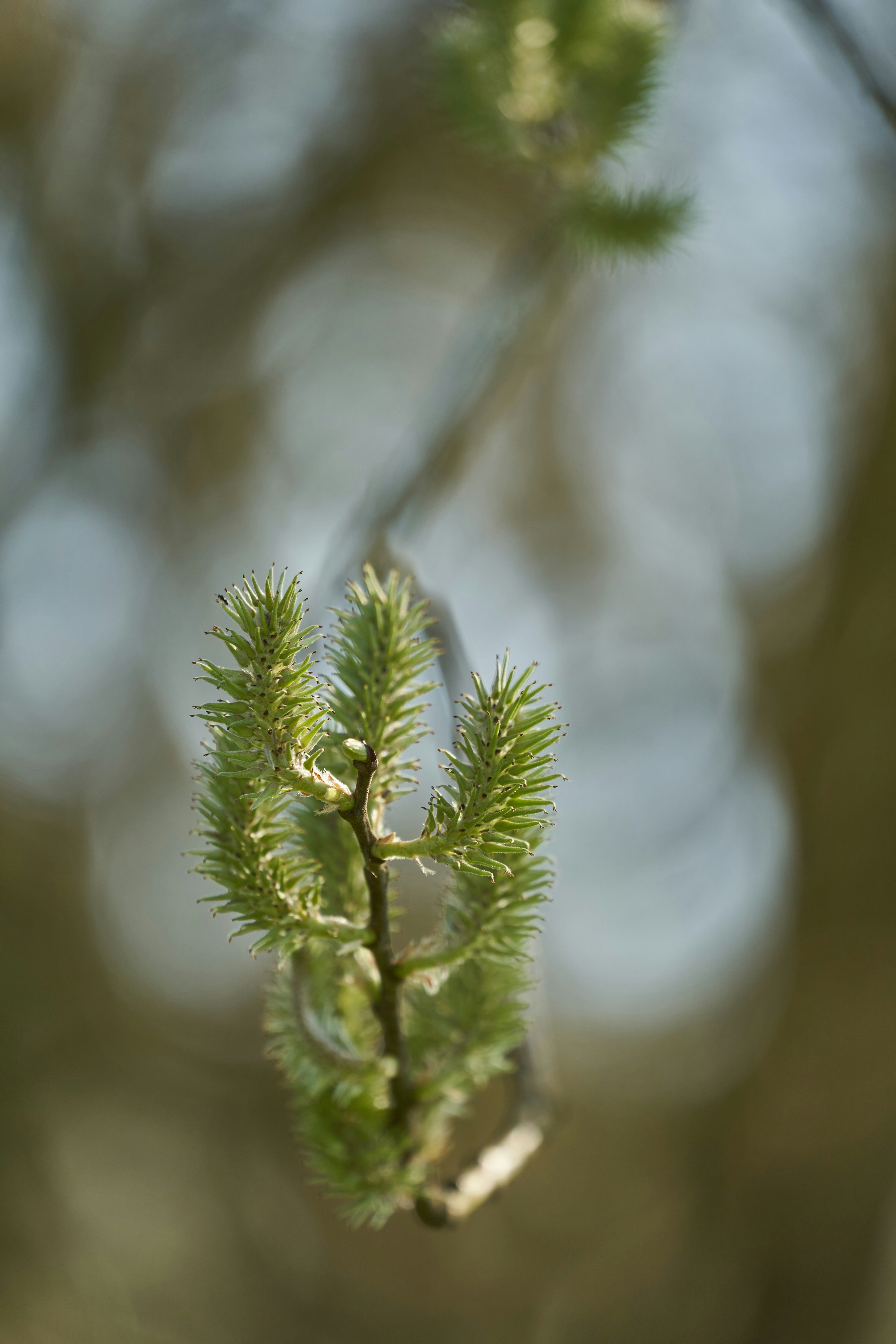 Photo by wolfgang_hasselmann