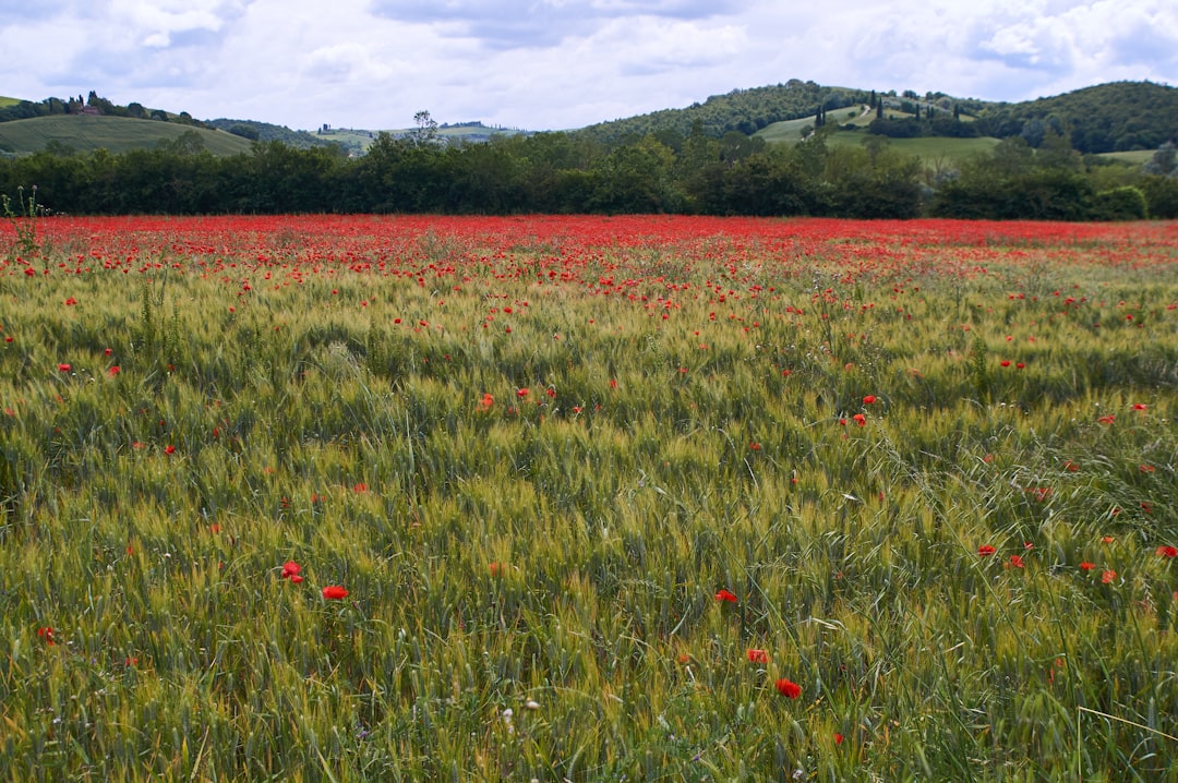 red flower field during daytime