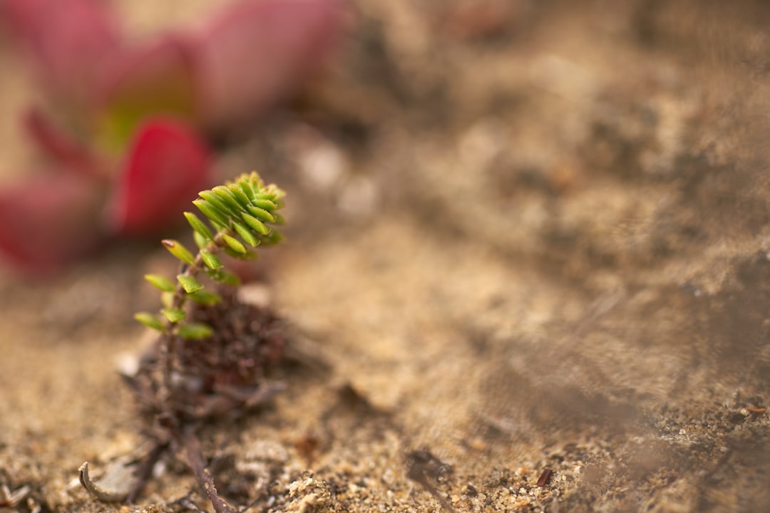 green plant on brown soil